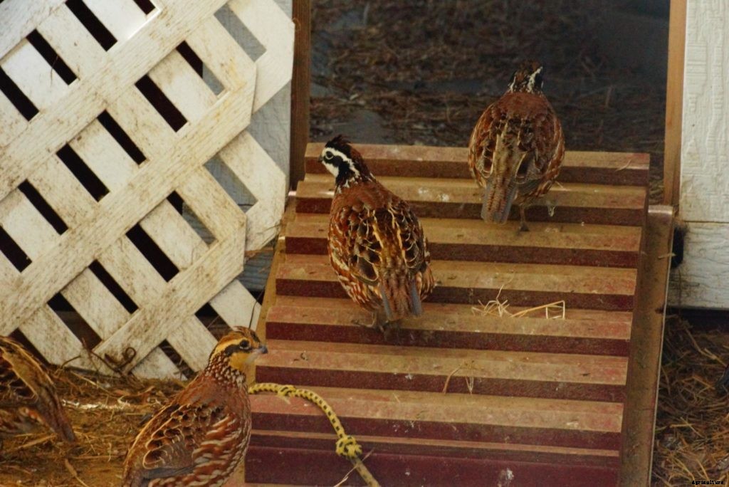 A guide to types of quail