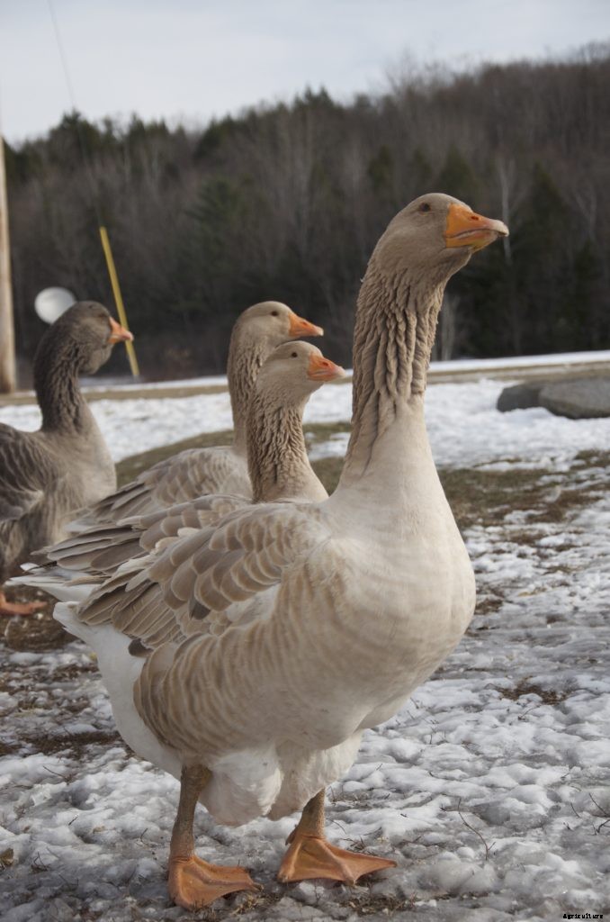 How waterfowl can help your homestead