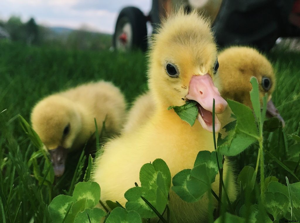 How waterfowl can help your homestead