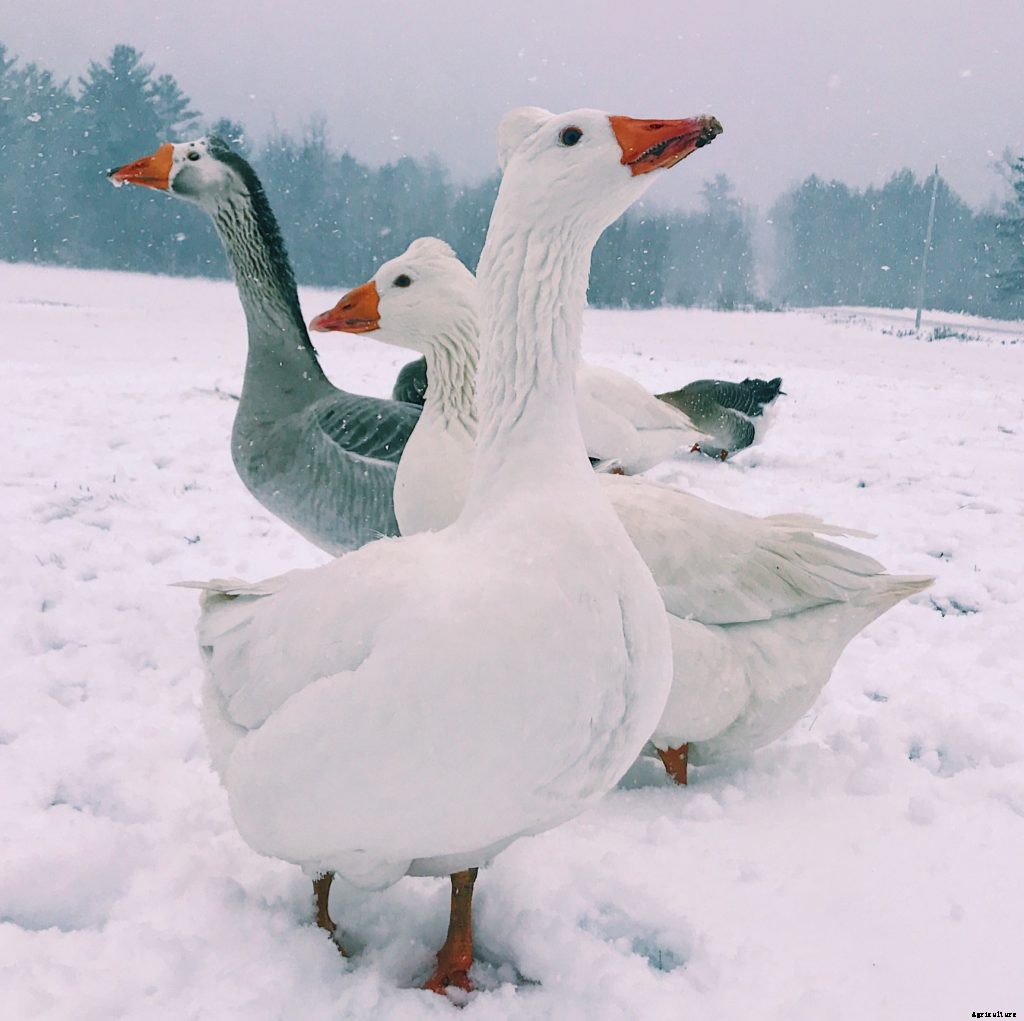 How waterfowl can help your homestead