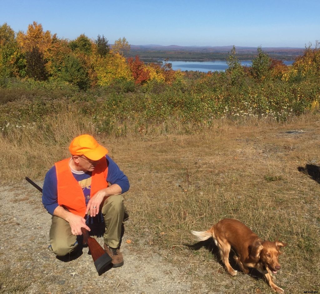 How to get started with bird hunting