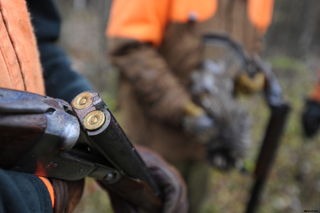 How to get started with bird hunting