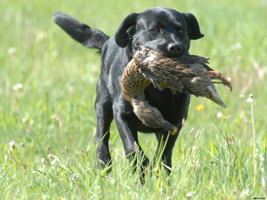 How to get started with bird hunting