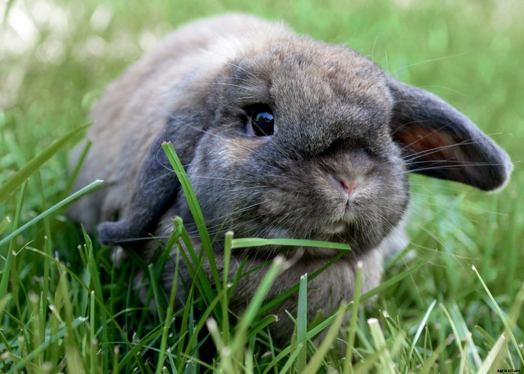A beginner’s guide to rabbit breeds