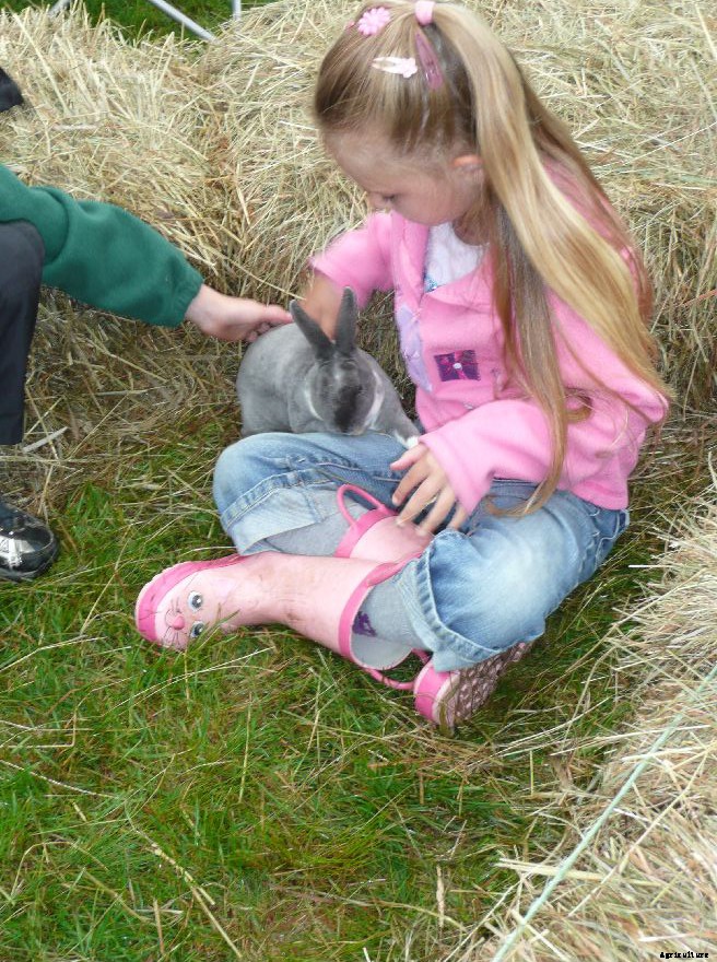 A beginner’s guide to rabbit breeds