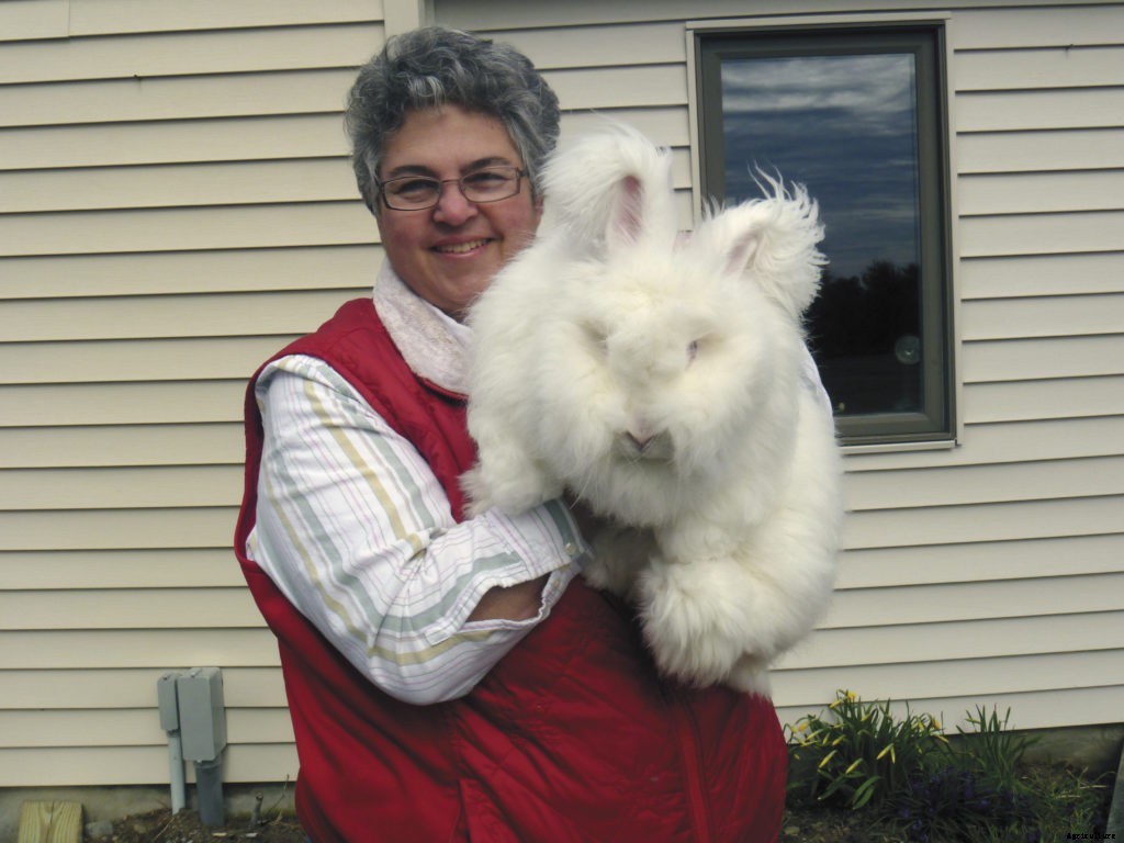 A beginner’s guide to rabbit breeds