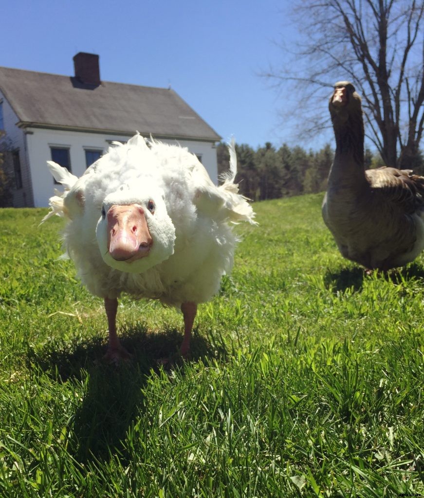 Why geese are good guard animals