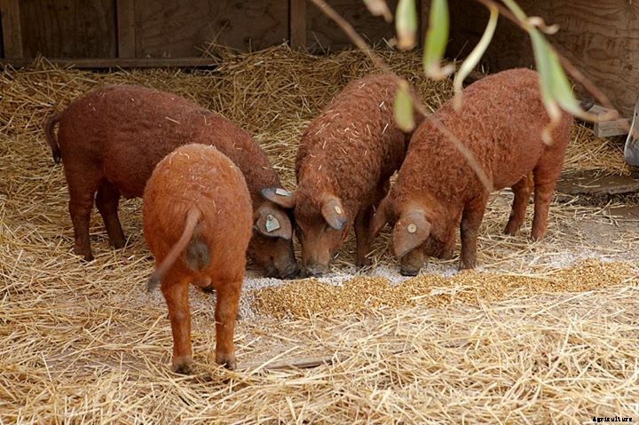 Are wooly Mangalitsa pigs right for your homestead?