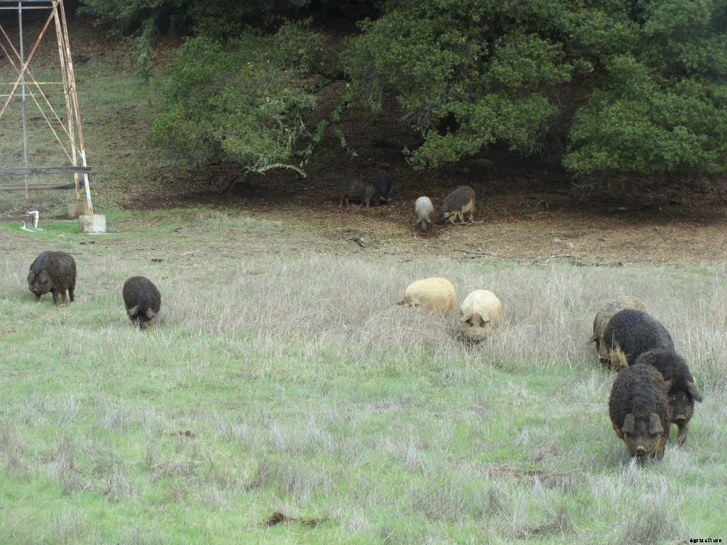 Are wooly Mangalitsa pigs right for your homestead?
