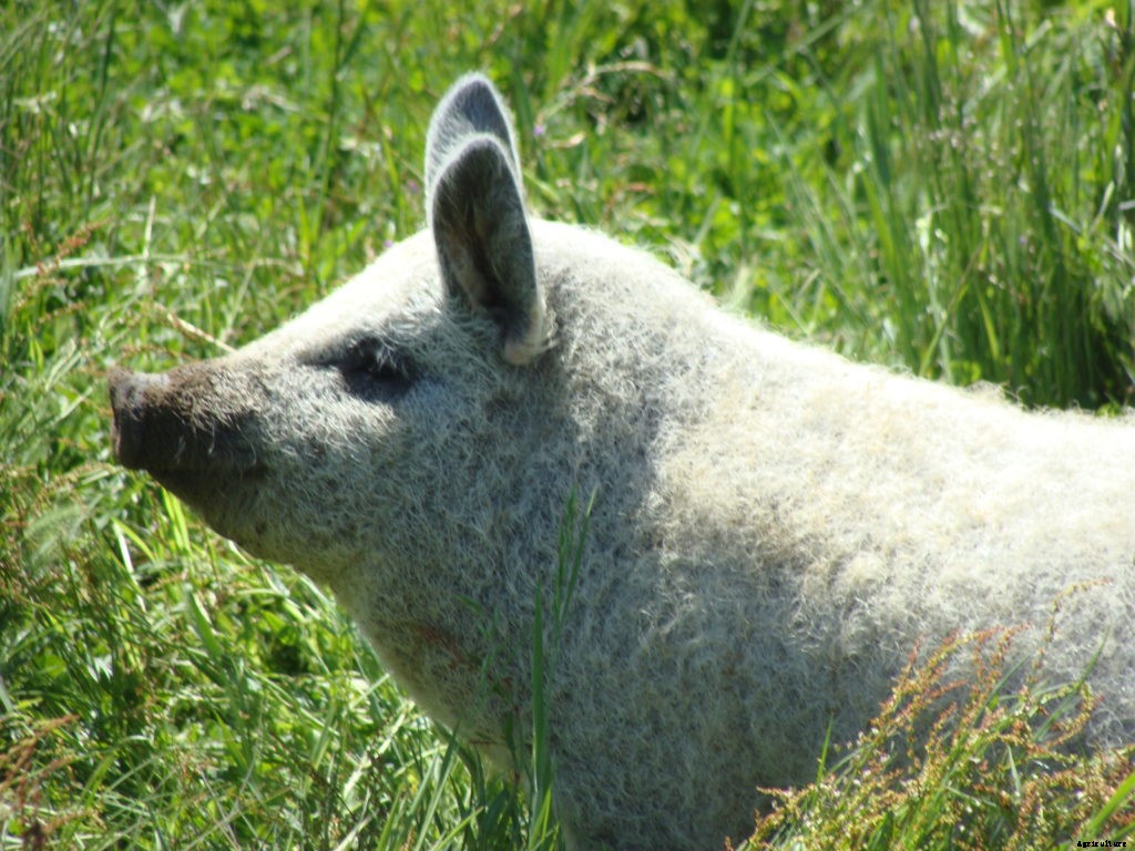 Are wooly Mangalitsa pigs right for your homestead?