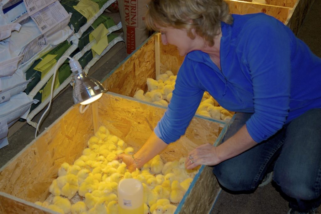 The time to prepare for chicks is before they arrive