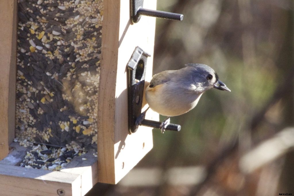 These tips for feeding wild birds may surprise you
