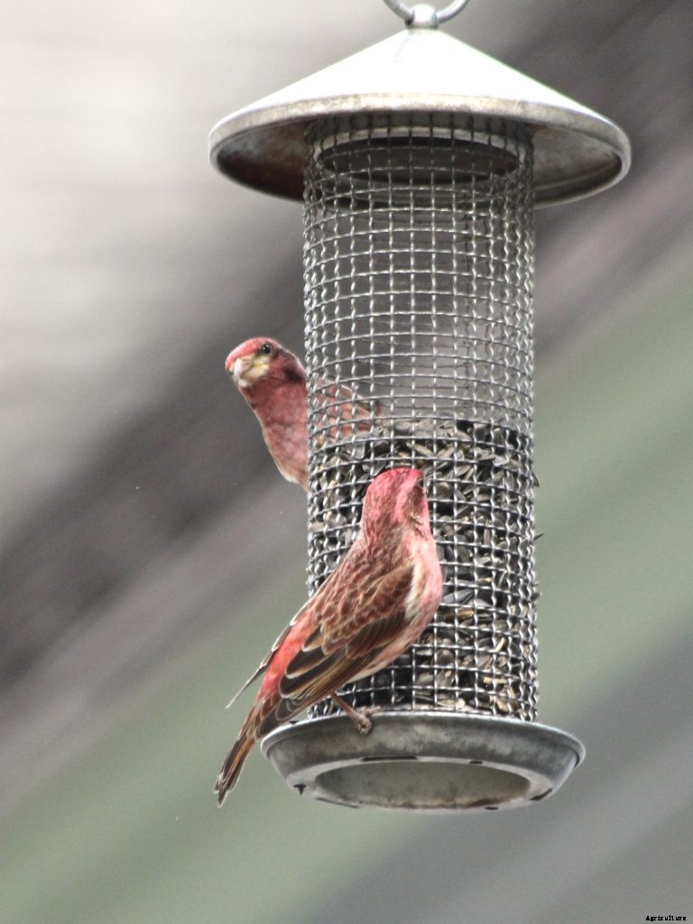 These tips for feeding wild birds may surprise you
