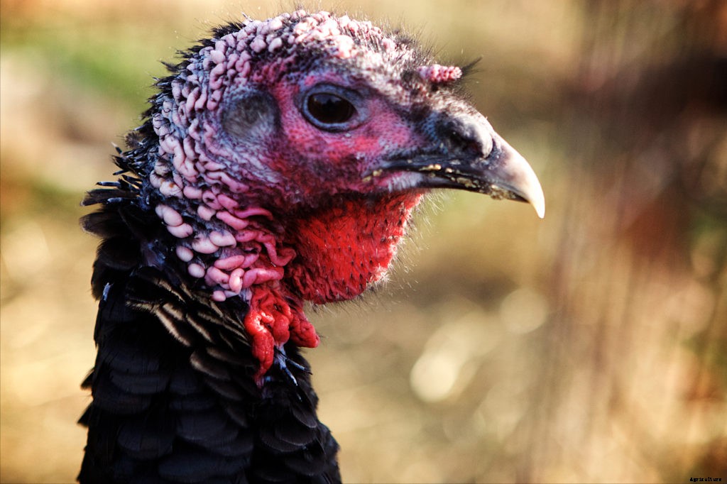Should you get a turkey for your homestead?