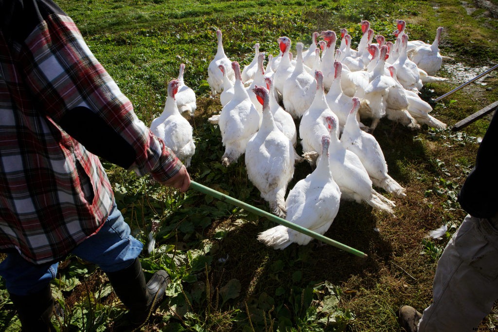 Should you get a turkey for your homestead?