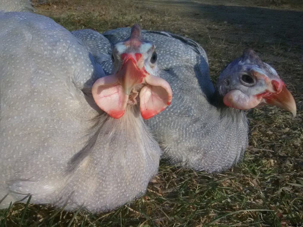 Guinea fowl might be a good addition to your homestead