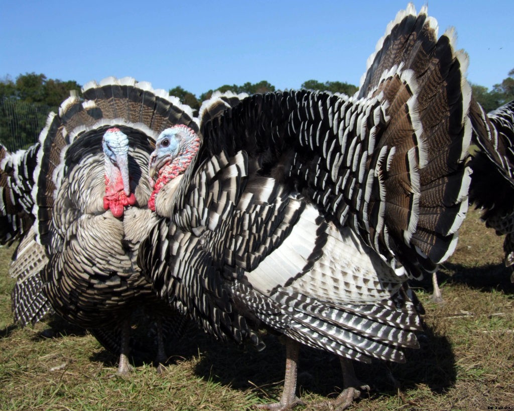 Why you might want heritage breeds for your homestead