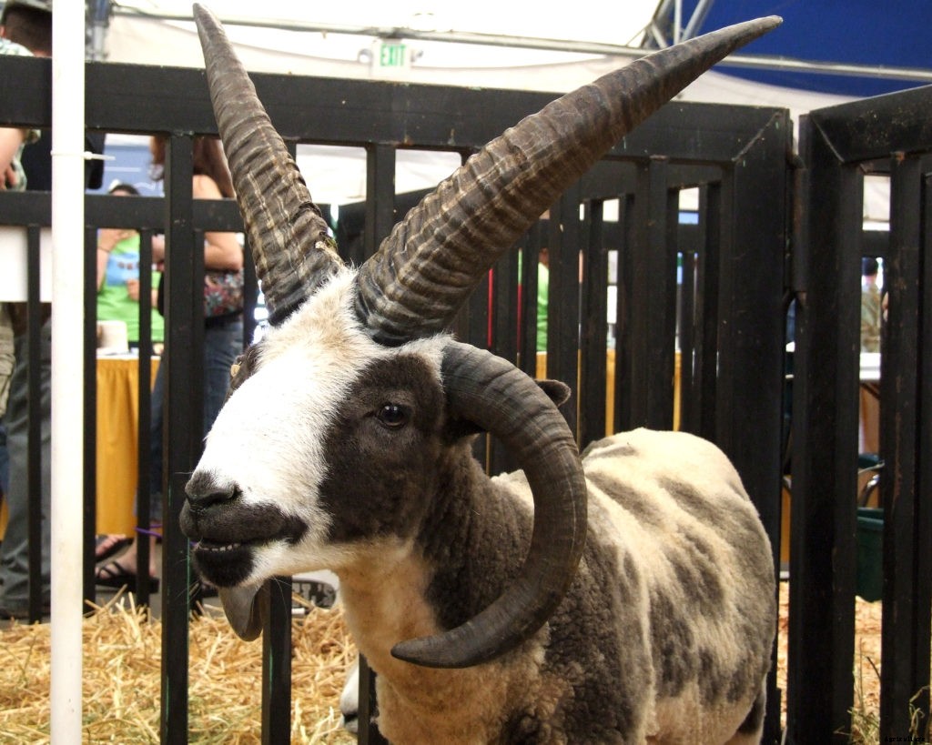 Why you might want heritage breeds for your homestead