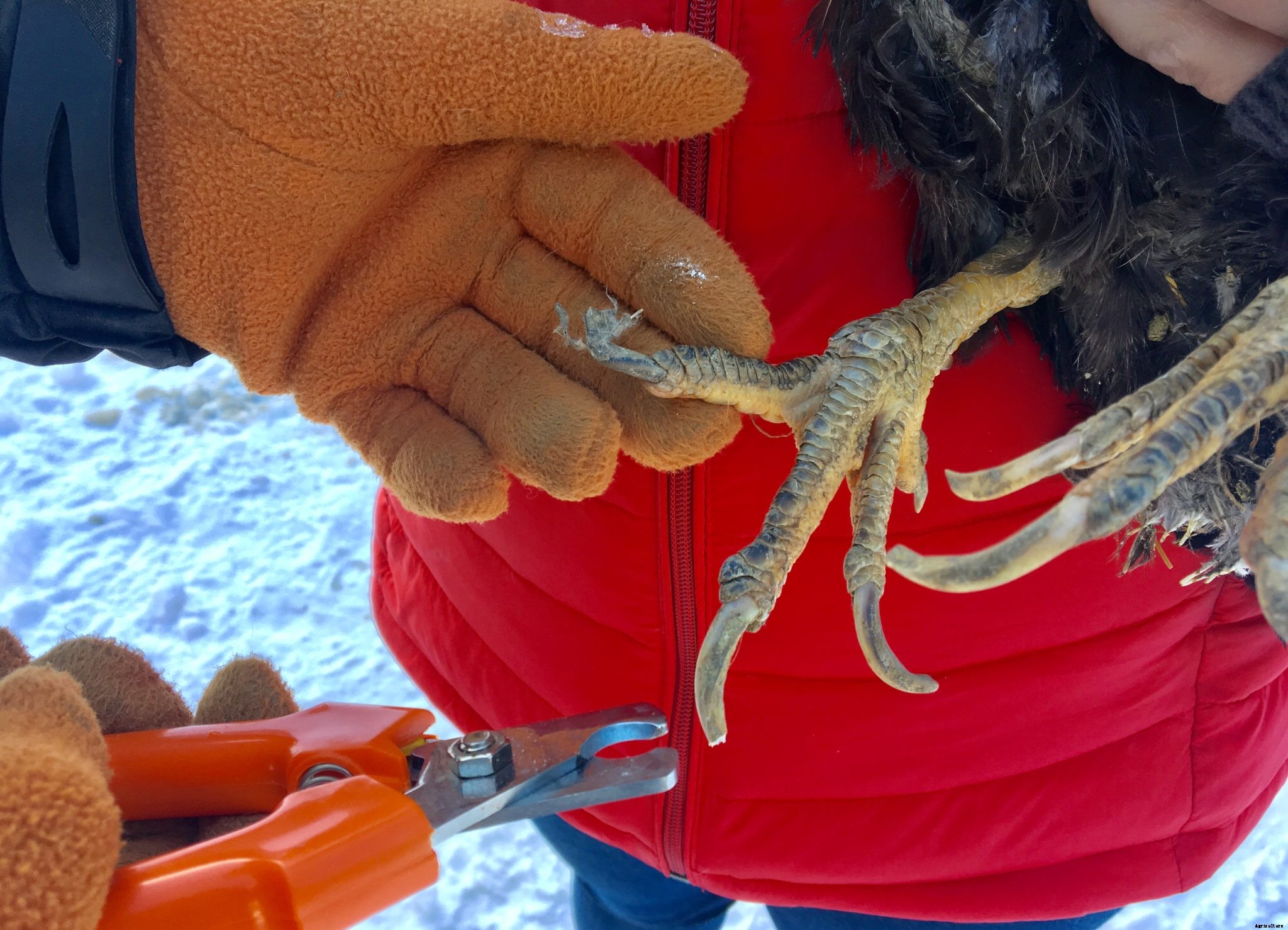 How to set up and prepare for backyard poultry first aid