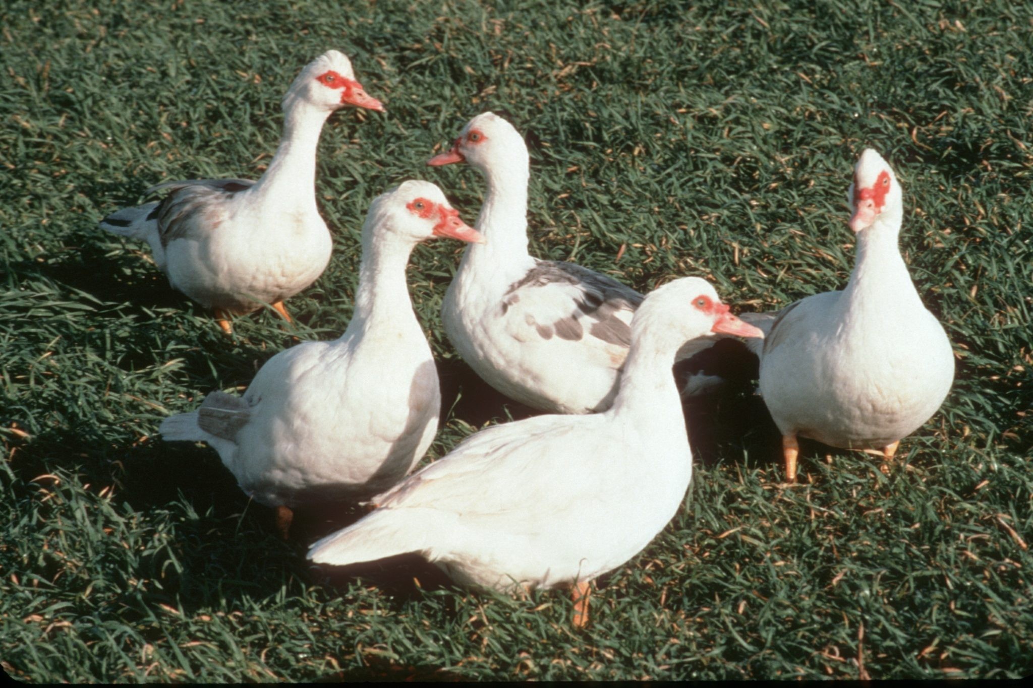 What is a Muscovy: The hissing duck you might want to add to your flock