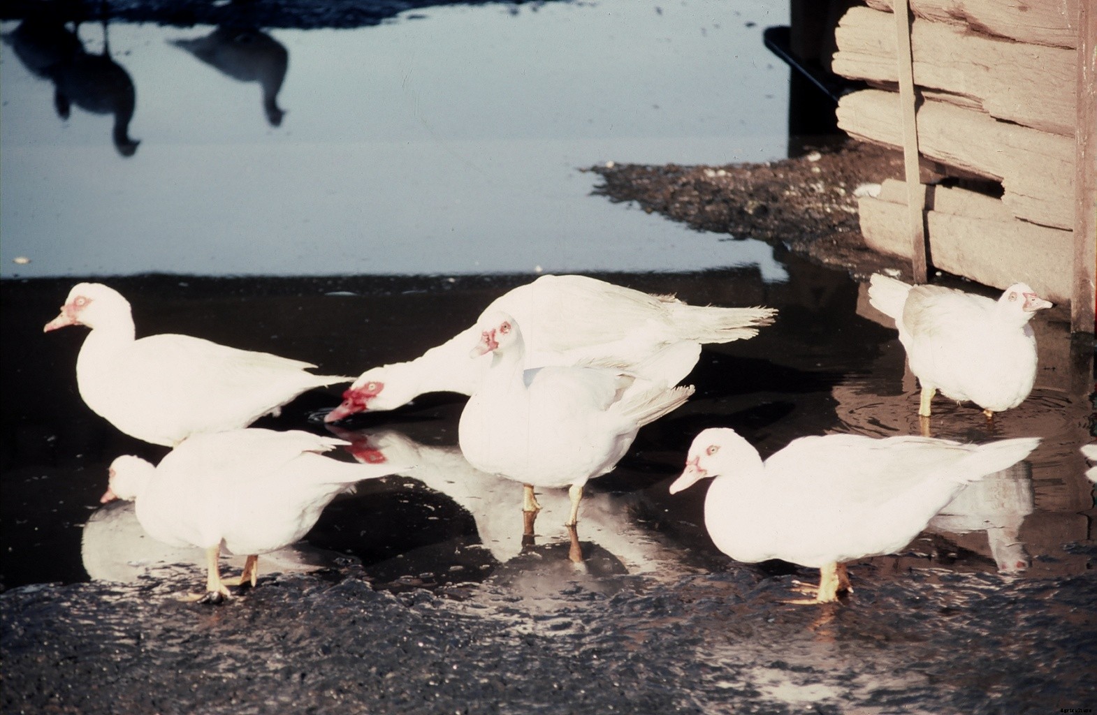 What is a Muscovy: The hissing duck you might want to add to your flock