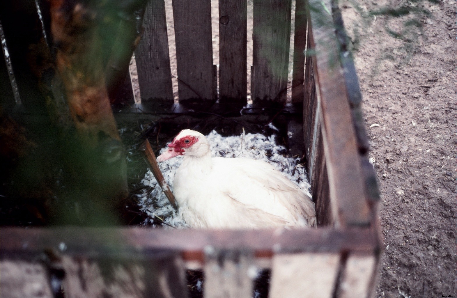 What is a Muscovy: The hissing duck you might want to add to your flock