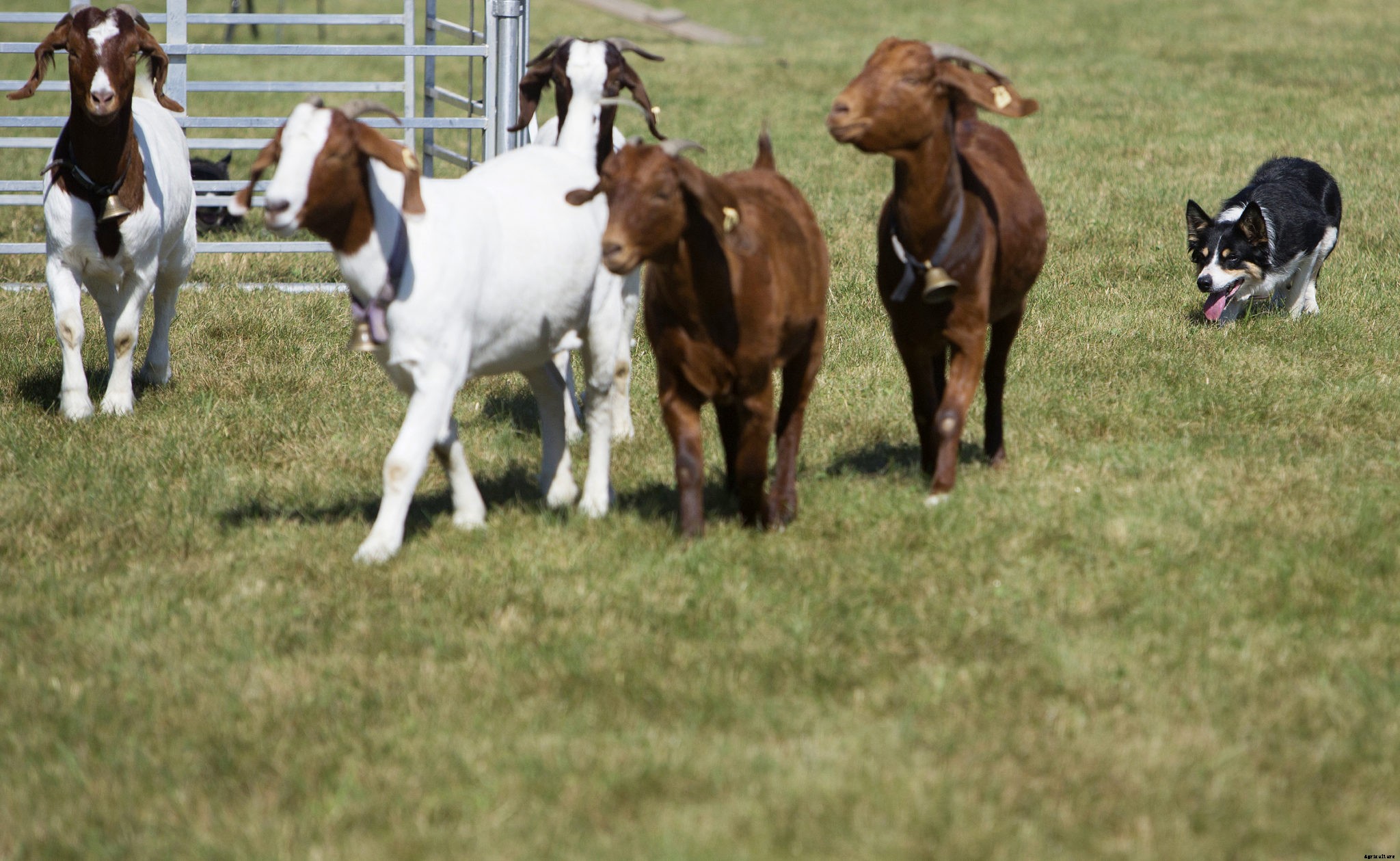 Guard dogs, herding dogs, security dogs: These are the best farm dogs