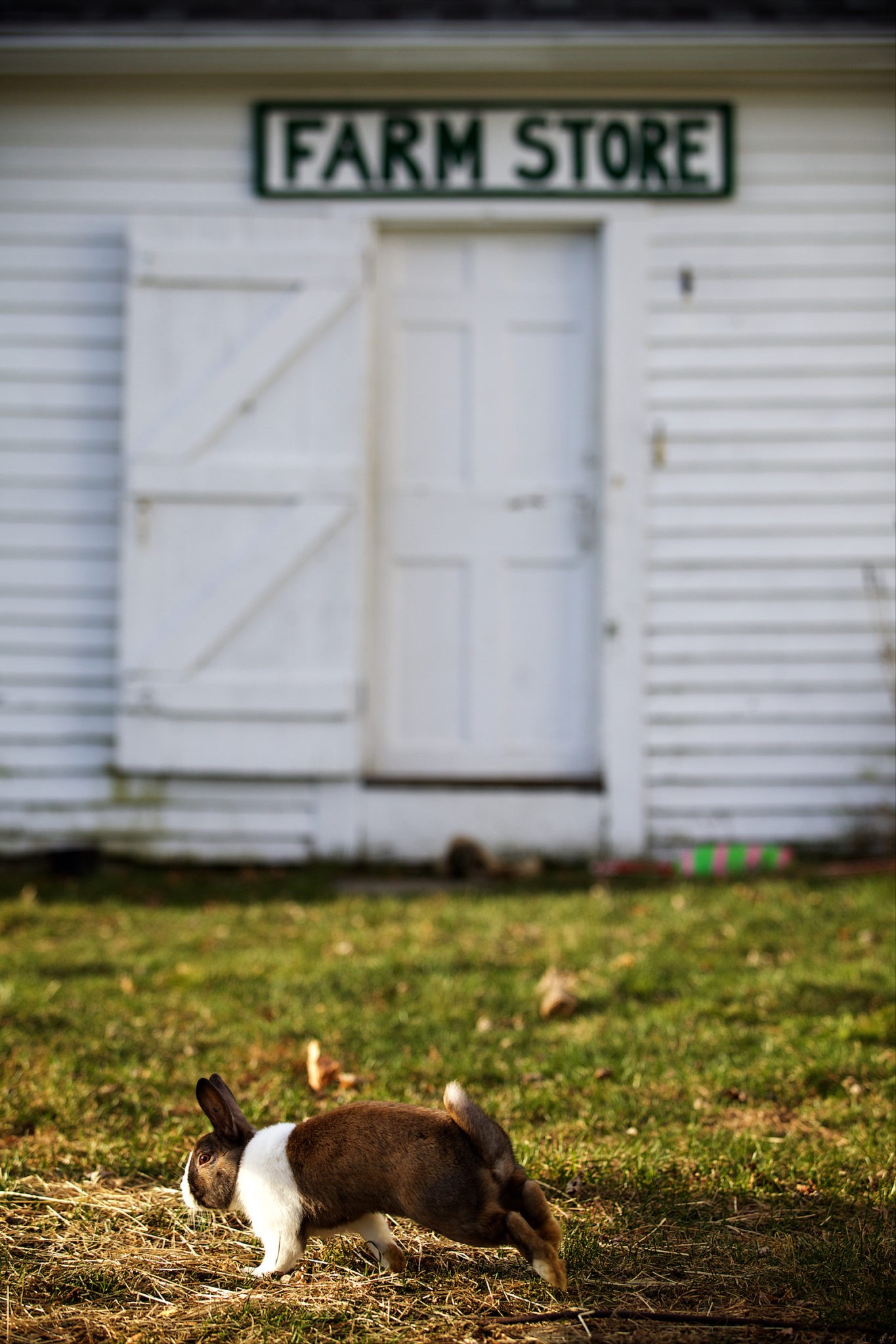 What you should know about rabbit farming