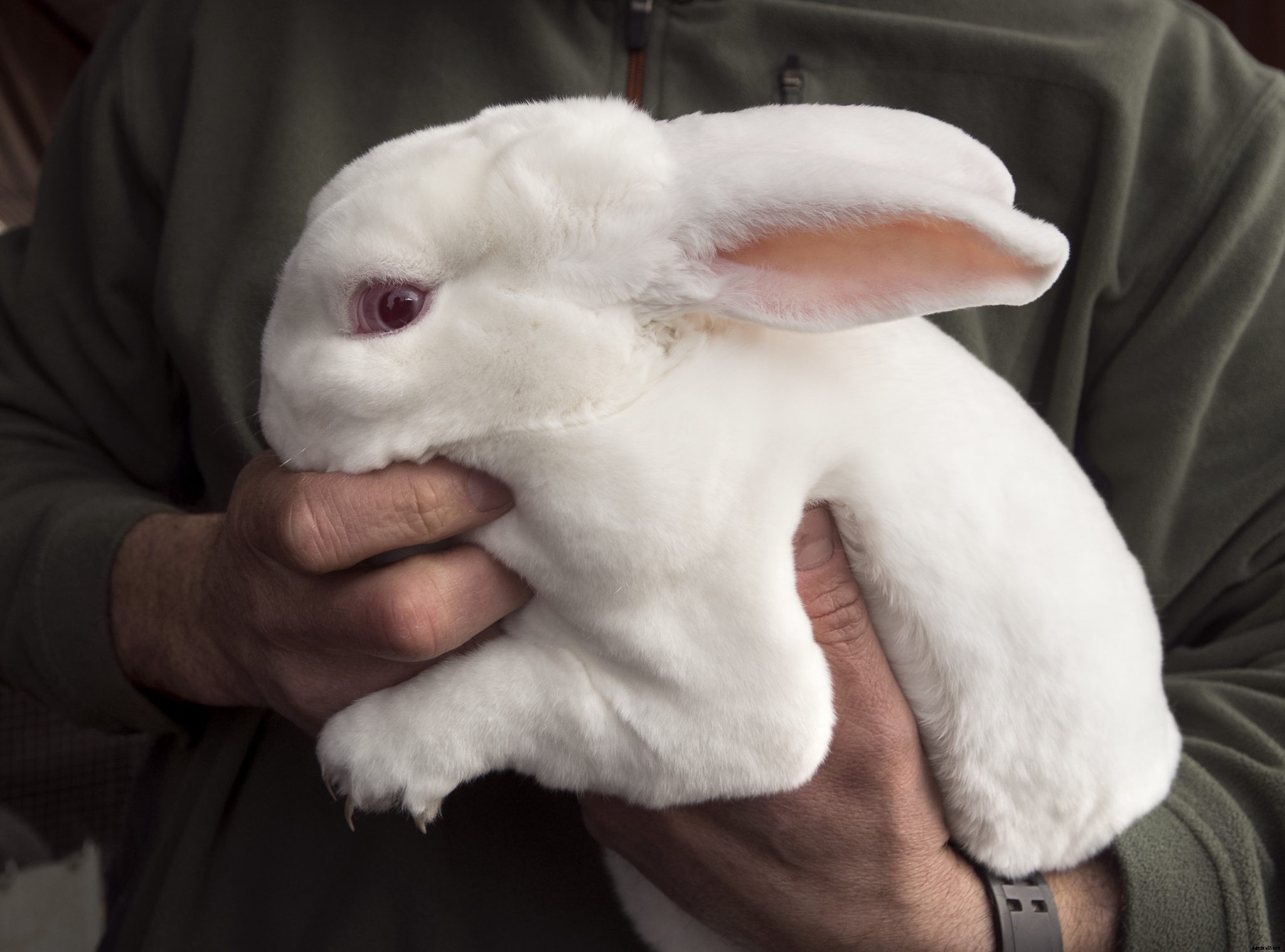 What you should know about rabbit farming
