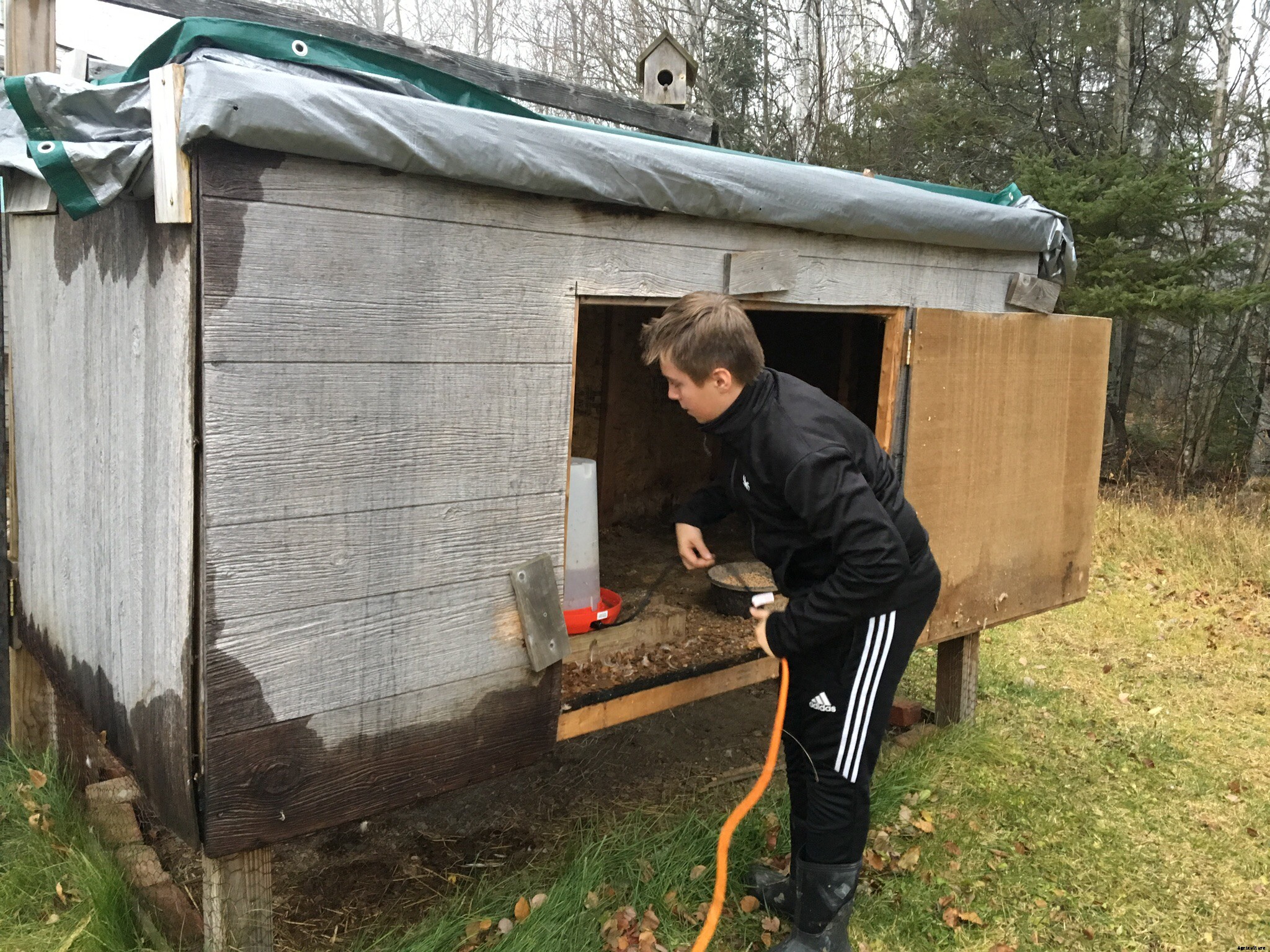 How to build a duck coop