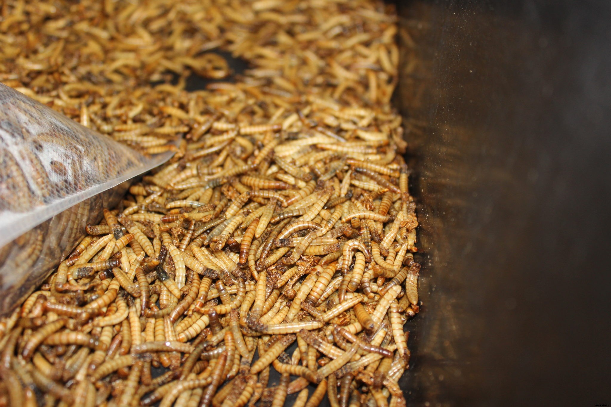 How to start your own mealworm farm