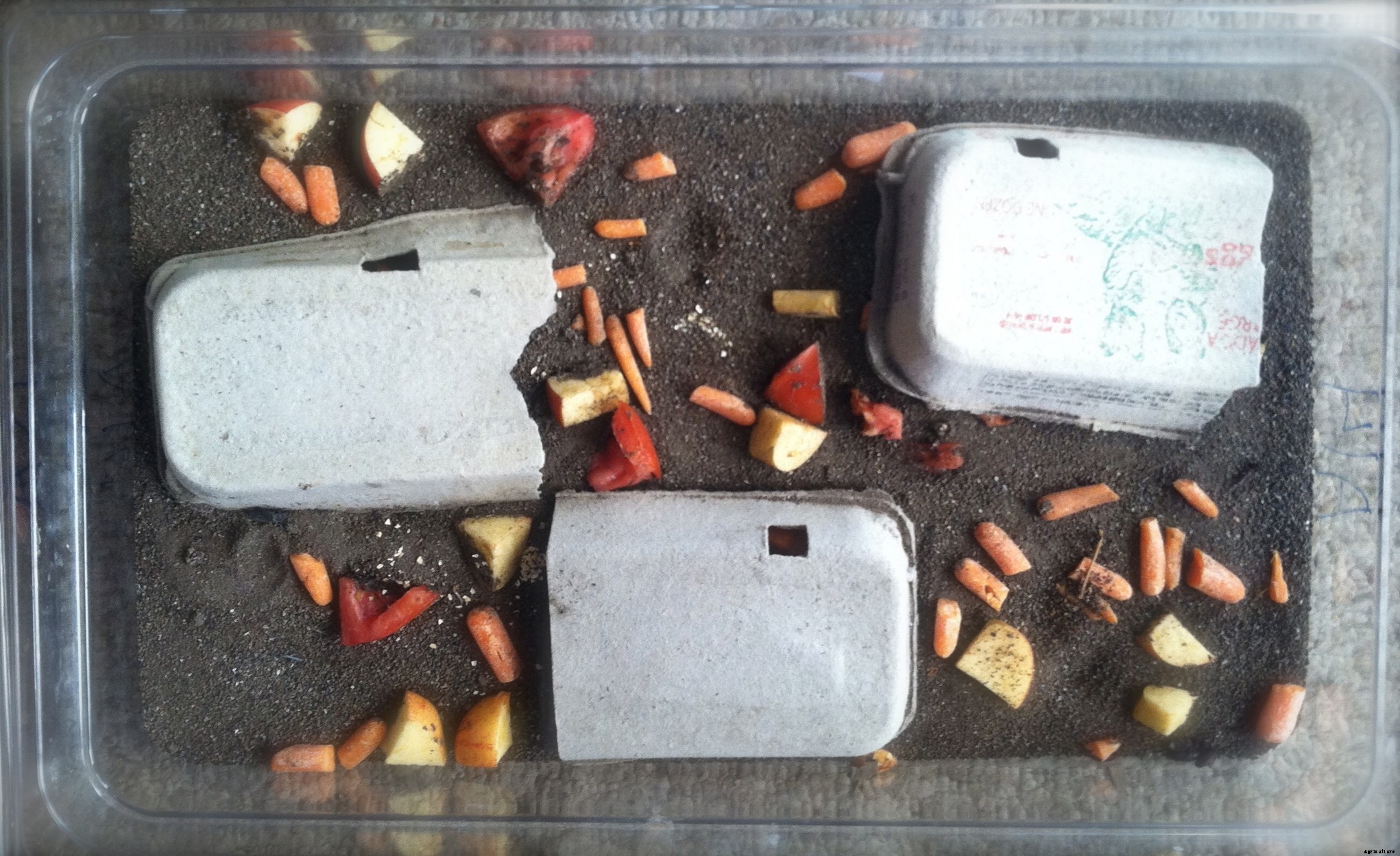 How to start your own mealworm farm