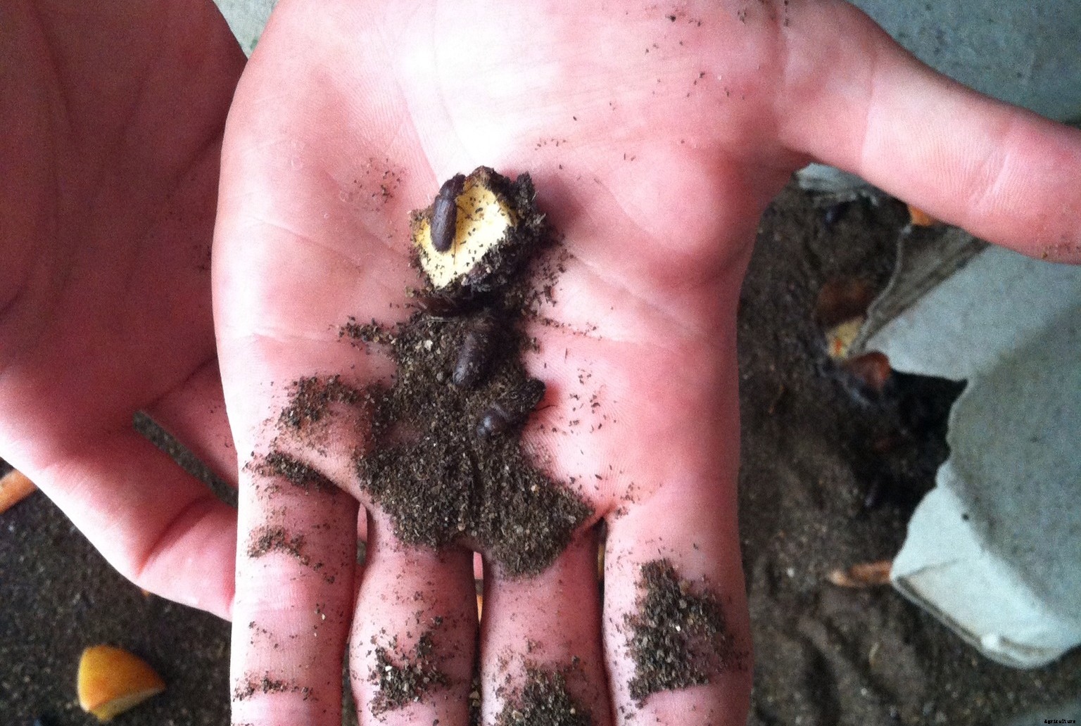 How to start your own mealworm farm