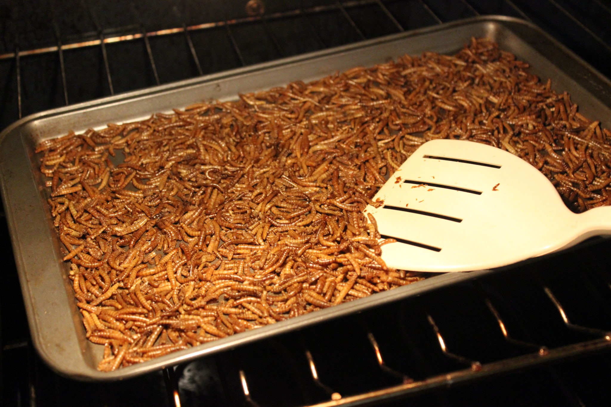 How to start your own mealworm farm