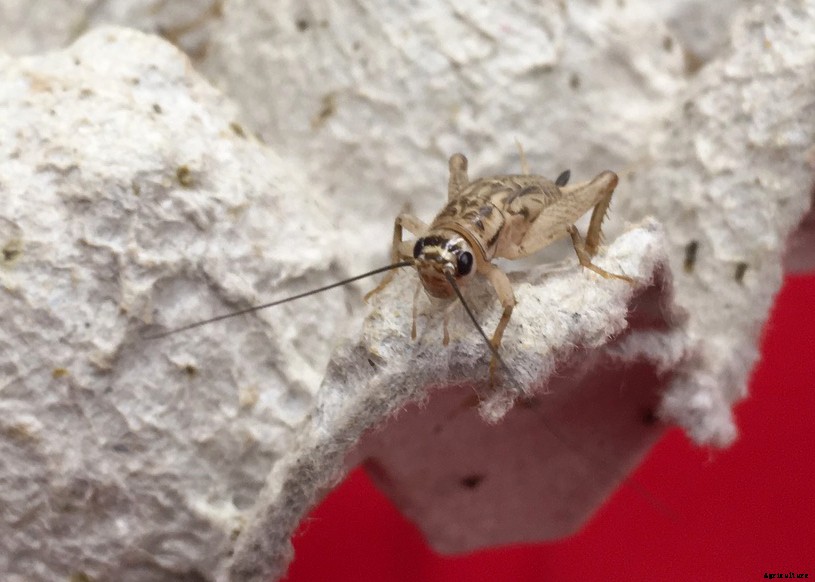 Raising crickets for beginners