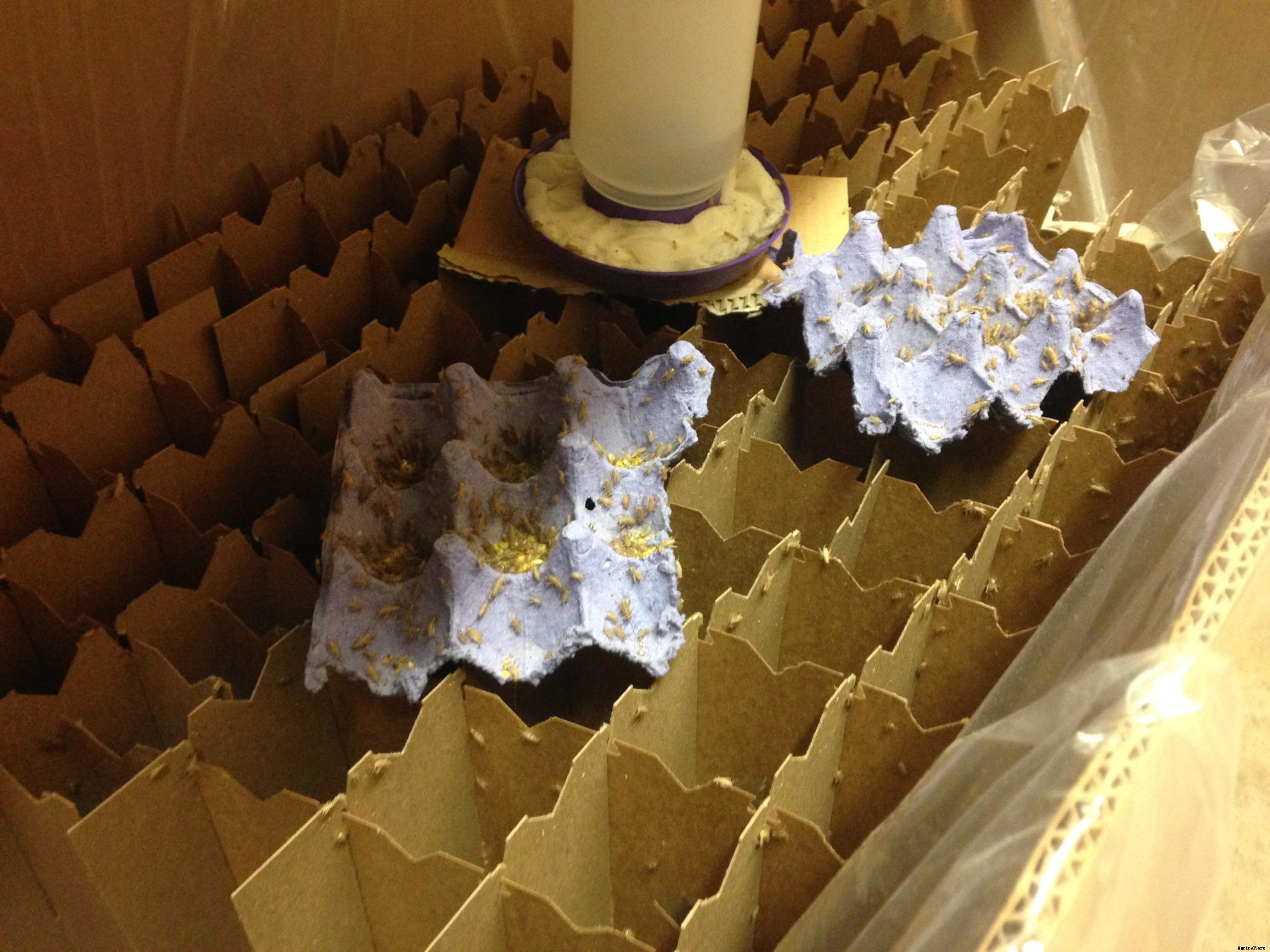 Raising crickets for beginners