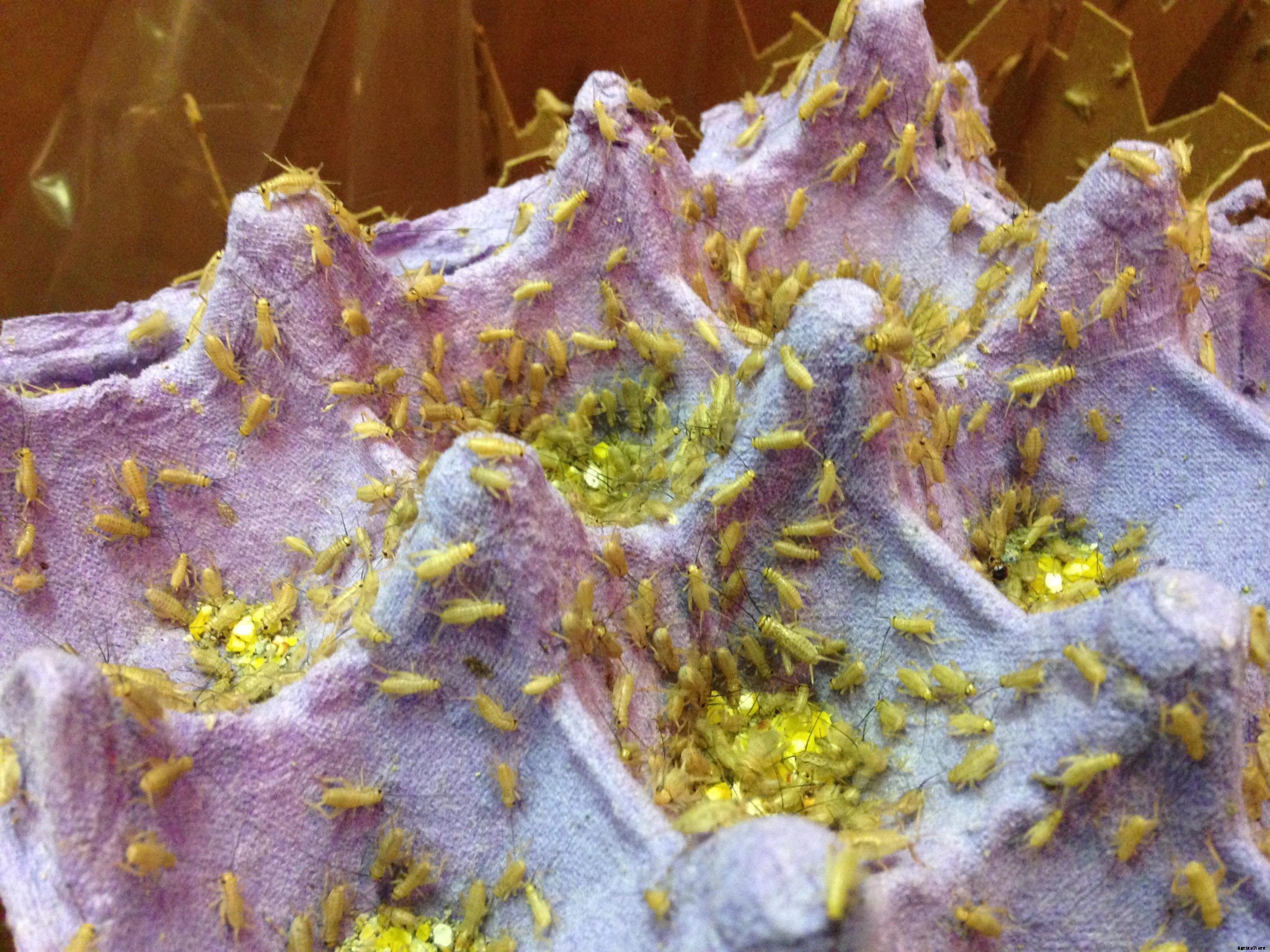 Raising crickets for beginners