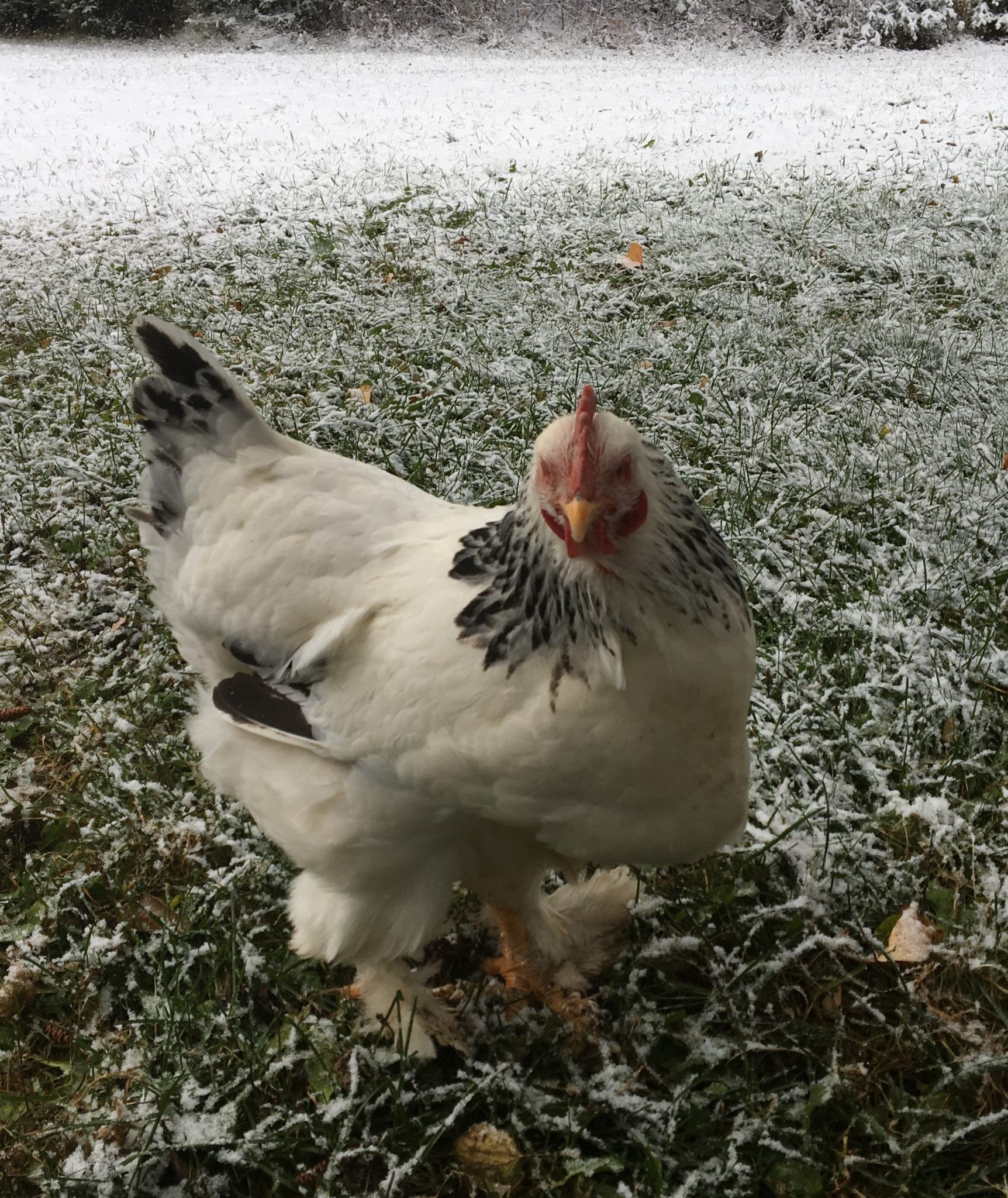 Getting chickens ready for winter