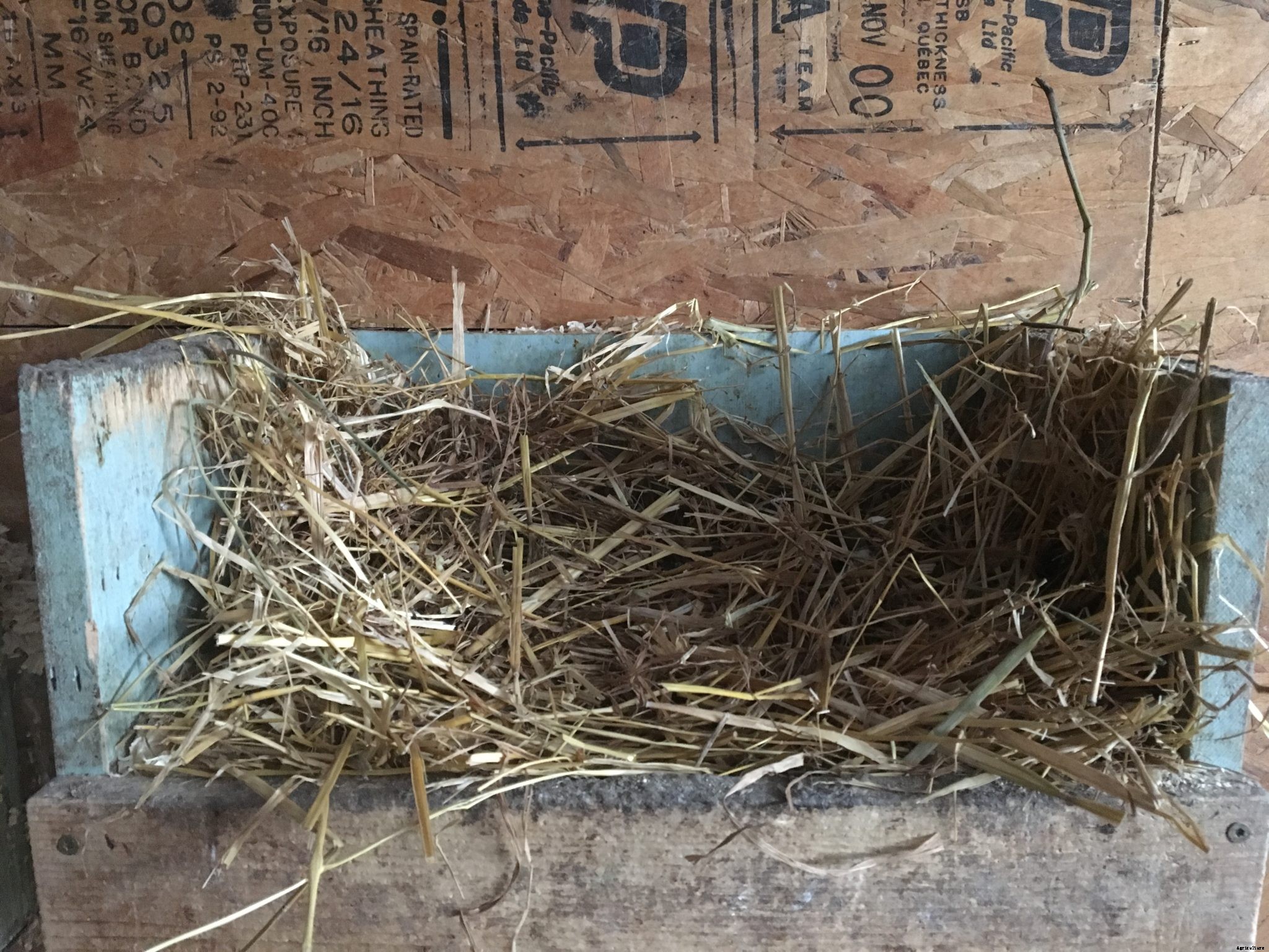 Getting chickens ready for winter