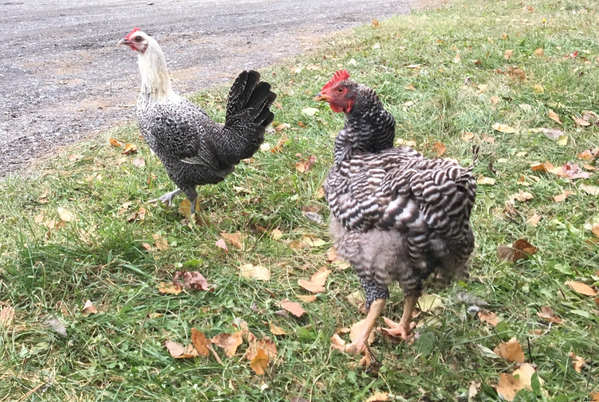 Getting chickens ready for winter