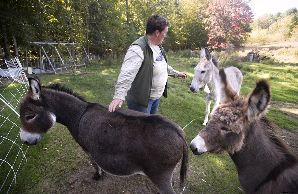 What are donkeys good for?