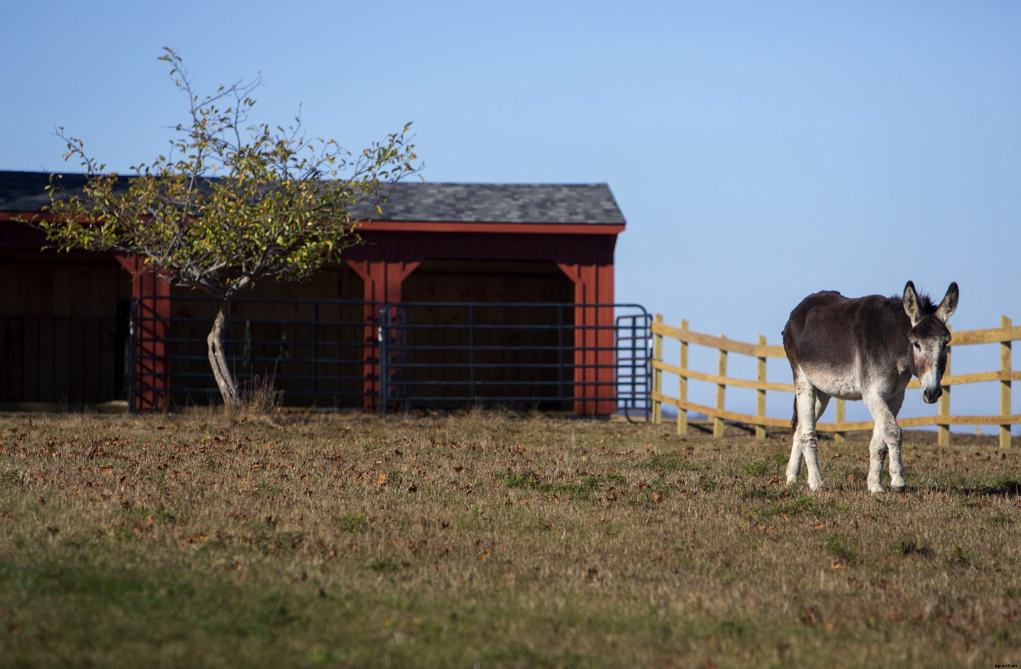 What are donkeys good for?