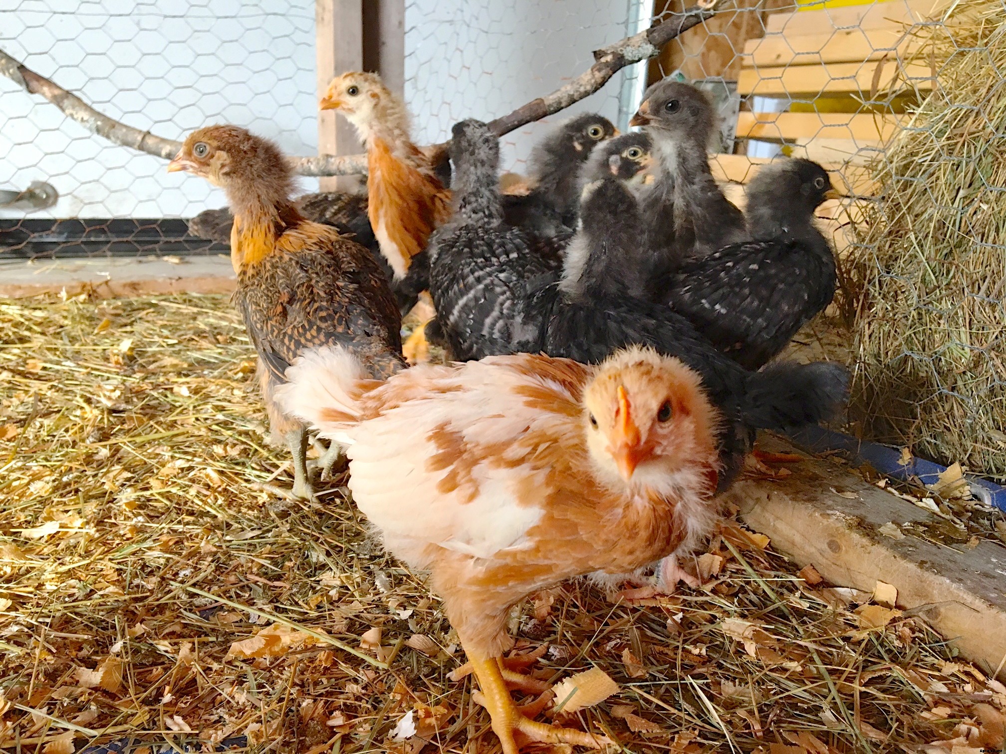 Basic poultry hygiene is crucial for health of backyard chickens — and humans