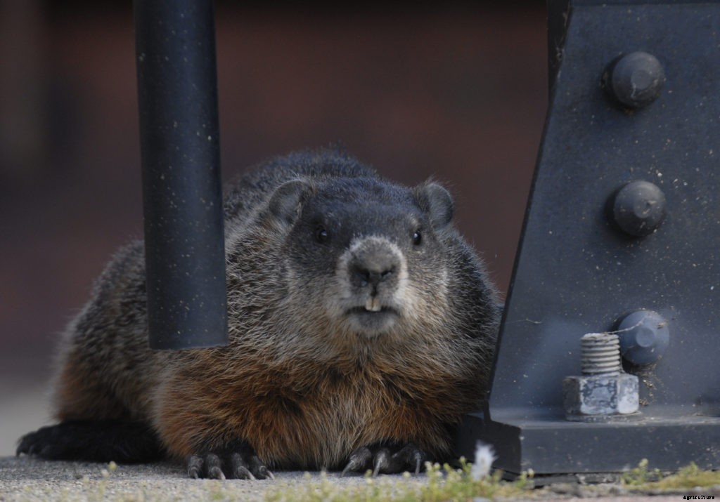 How to handle woodchucks in your garden