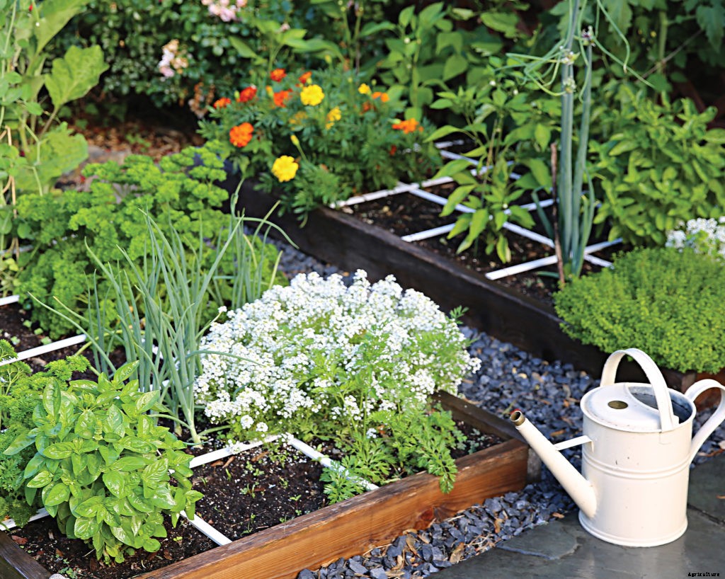 Suddenly interested in gardening? Here are four things you can do right now.