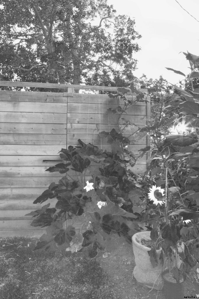 Growing vegetables in your front yard