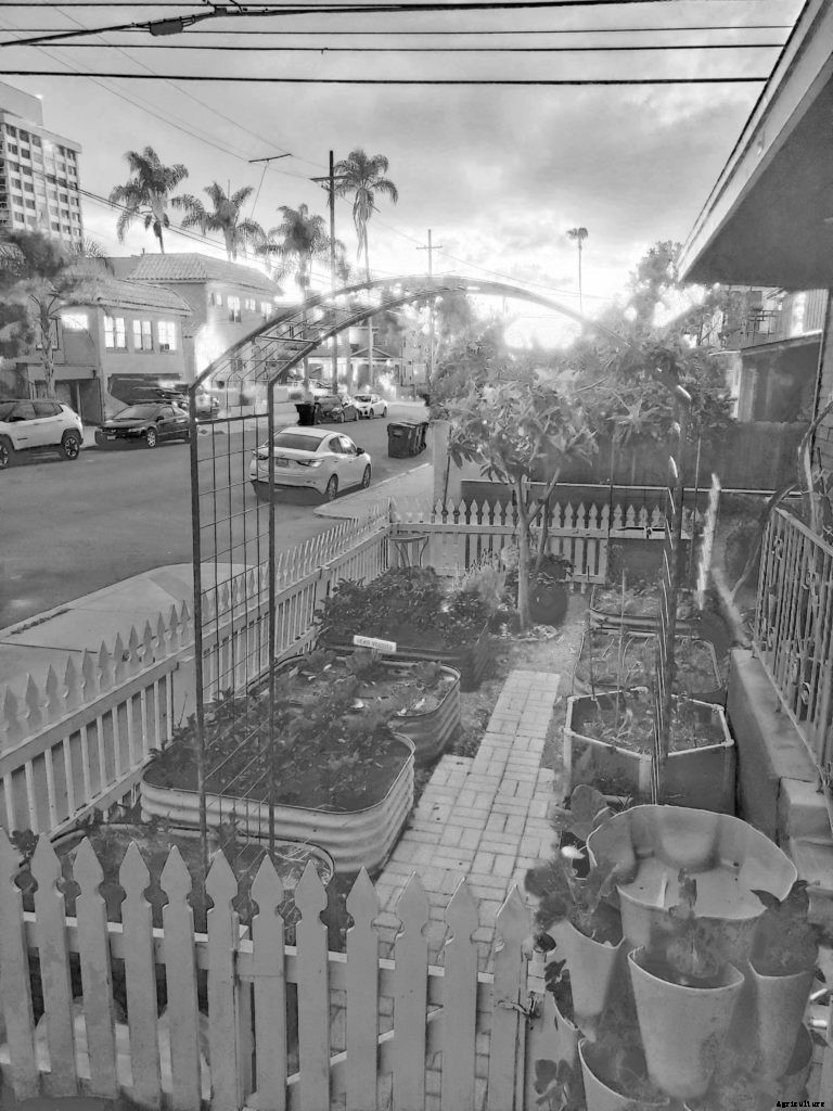 Growing vegetables in your front yard