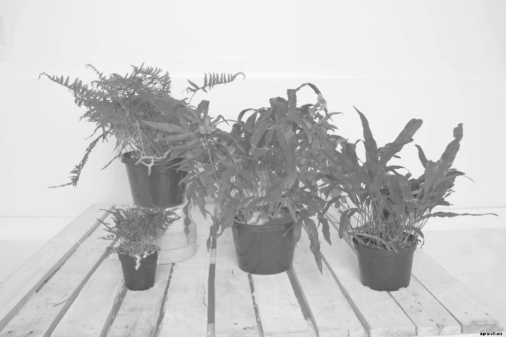 Three basic recipes for growing ferns