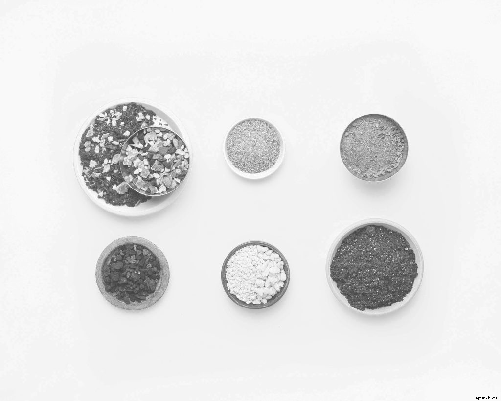 Three basic recipes for growing ferns