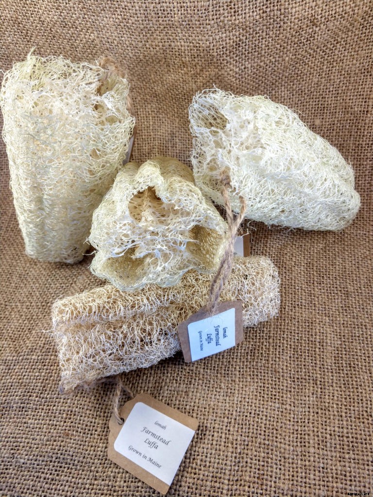 How to grow eco-friendly sponges